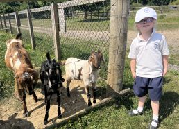 Animal adventures for Nursery